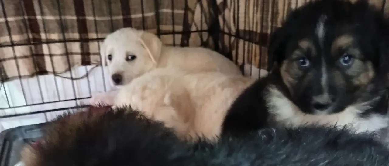 Emergenza cani randagi a Vibo, l'associazione Argo: «Situazione esplosiva. Catture ferme da un anno e riproduzioni incontrollate»