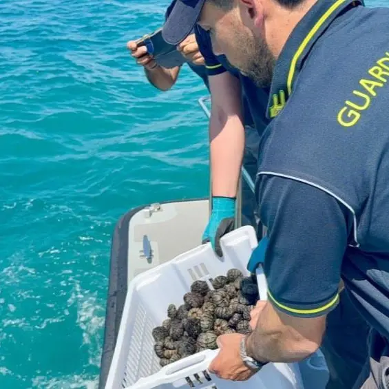 Pescano ricci di mare a Capo Vaticano: sorpresi dalla Finanza scappano ma gli agenti li raggiungono a nuoto