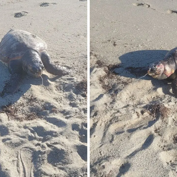 La carcassa di una tartaruga marina sulla spiaggia di Bivona: uccisa da una lenza da pesca che ha ingoiato