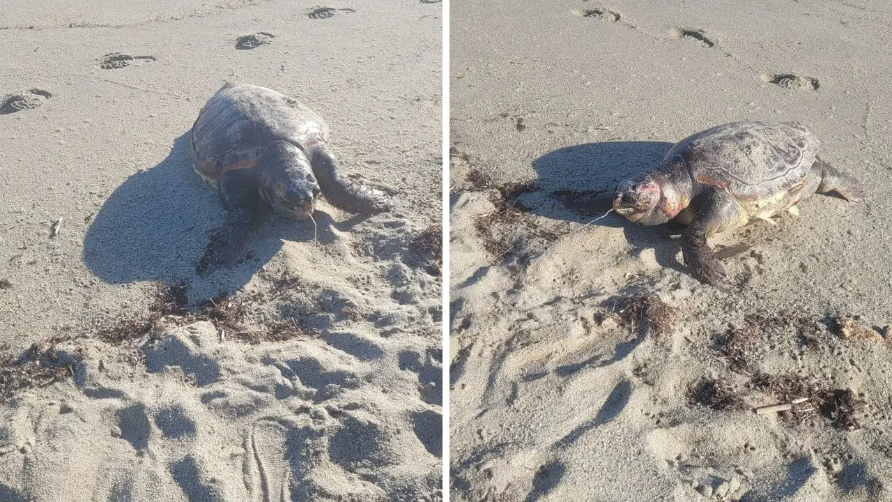 La carcassa di una tartaruga marina sulla spiaggia di Bivona: uccisa da una lenza da pesca che ha ingoiato