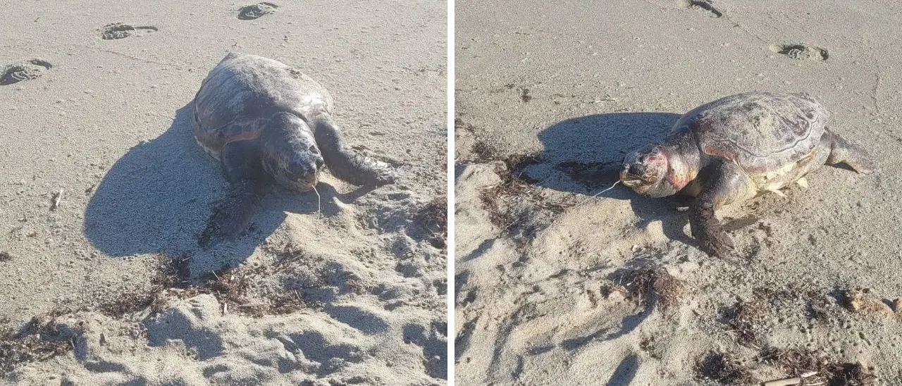 La carcassa di una tartaruga marina sulla spiaggia di Bivona: uccisa da una lenza da pesca che ha ingoiato