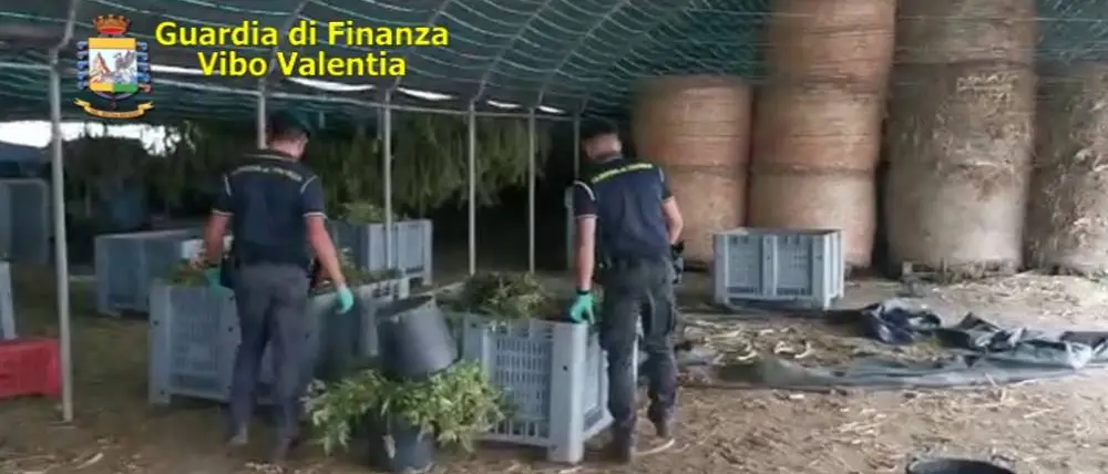 Marijuana nel vivaio dei Santacroce a Pizzo, Cassazione conferma arresto