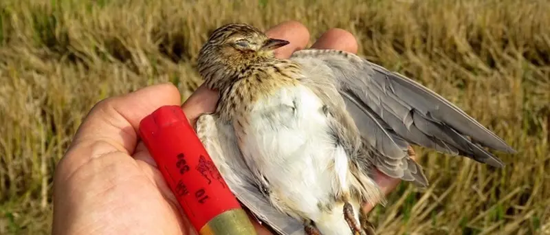 L’associazione Lav scende in piazza contro la legge “caccia selvaggia”: iniziative anche nel Vibonese