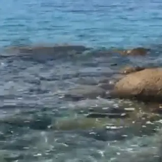 Parghelia, un paradiso contaminato dai liquami nell’inerzia della politica - Video