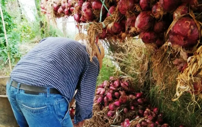 Contadino a 90 anni, la storia d'amore tra \"Ziu Ninu\" e la cipolla di Tropea