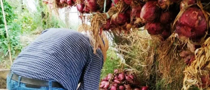 Contadino a 90 anni, la storia d'amore tra \"Ziu Ninu\" e la cipolla di Tropea