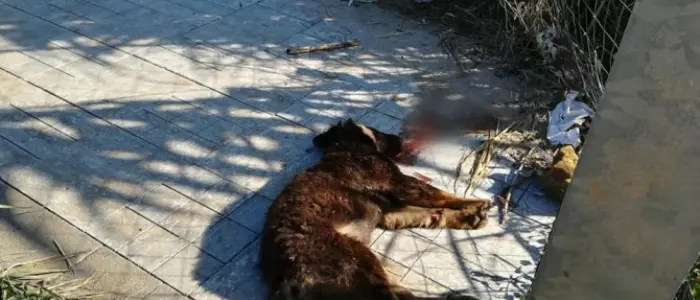 Randagismo, ancora un cucciolo trovato morto: è allarme a Briatico