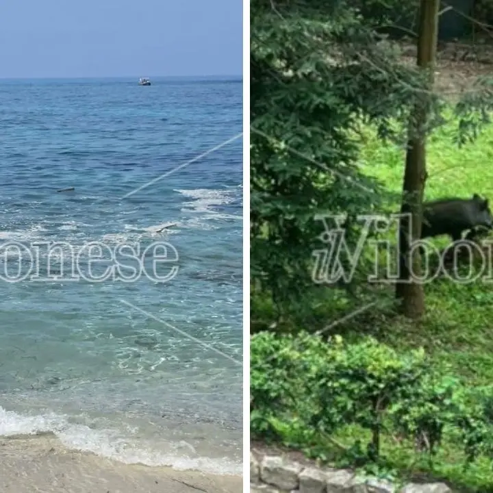 Il mare sporco è già un'emergenza, Romeo chiede ai sindaci della costa vibonese di agire insieme. E lancia anche l'allarme cinghiali: «Ora sono un reale pericolo»