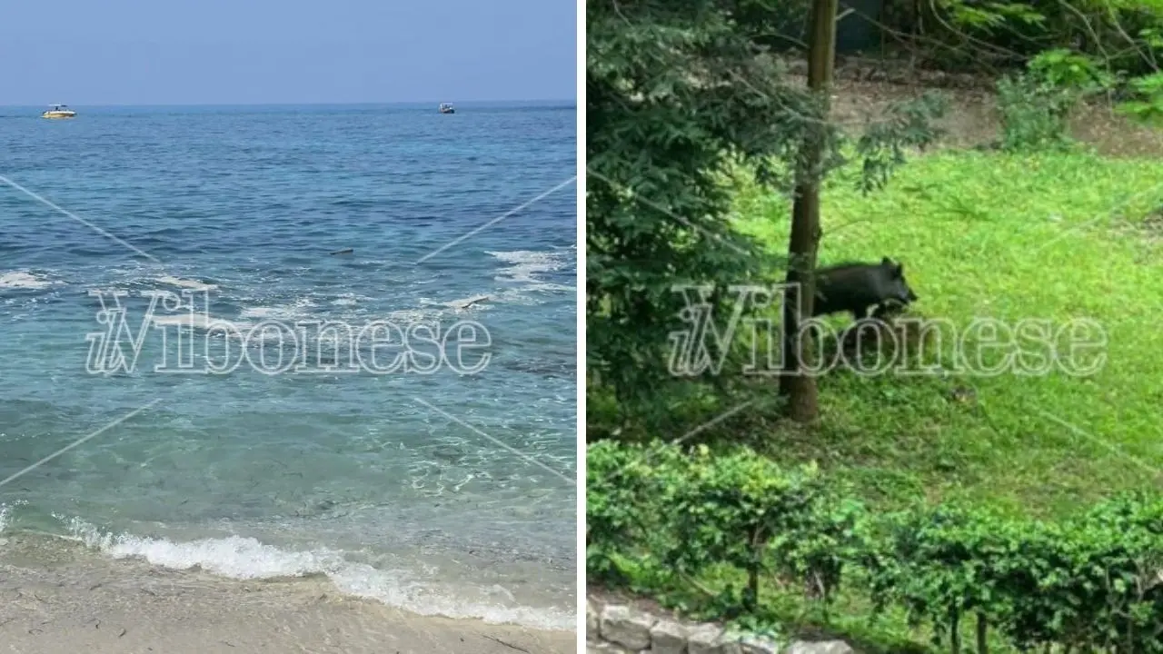 Il mare sporco è già un'emergenza, Romeo chiede ai sindaci della costa vibonese di agire insieme. E lancia anche l'allarme cinghiali: «Ora sono un reale pericolo»