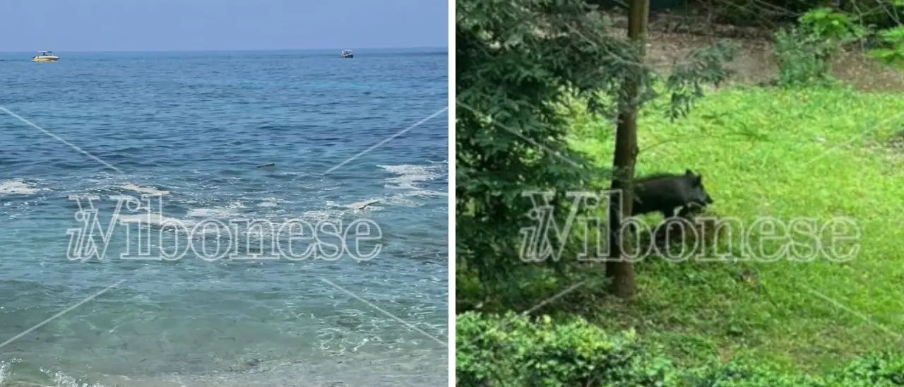 Il mare sporco è già un'emergenza, Romeo chiede ai sindaci della costa vibonese di agire insieme. E lancia anche l'allarme cinghiali: «Ora sono un reale pericolo»