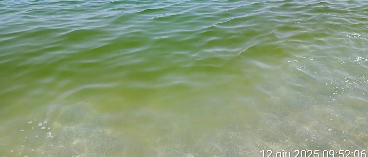 A Pizzo il mare è già verde. Arpacal: «Microalghe proliferano con il cambiamento climatico. E andrà sempre peggio»