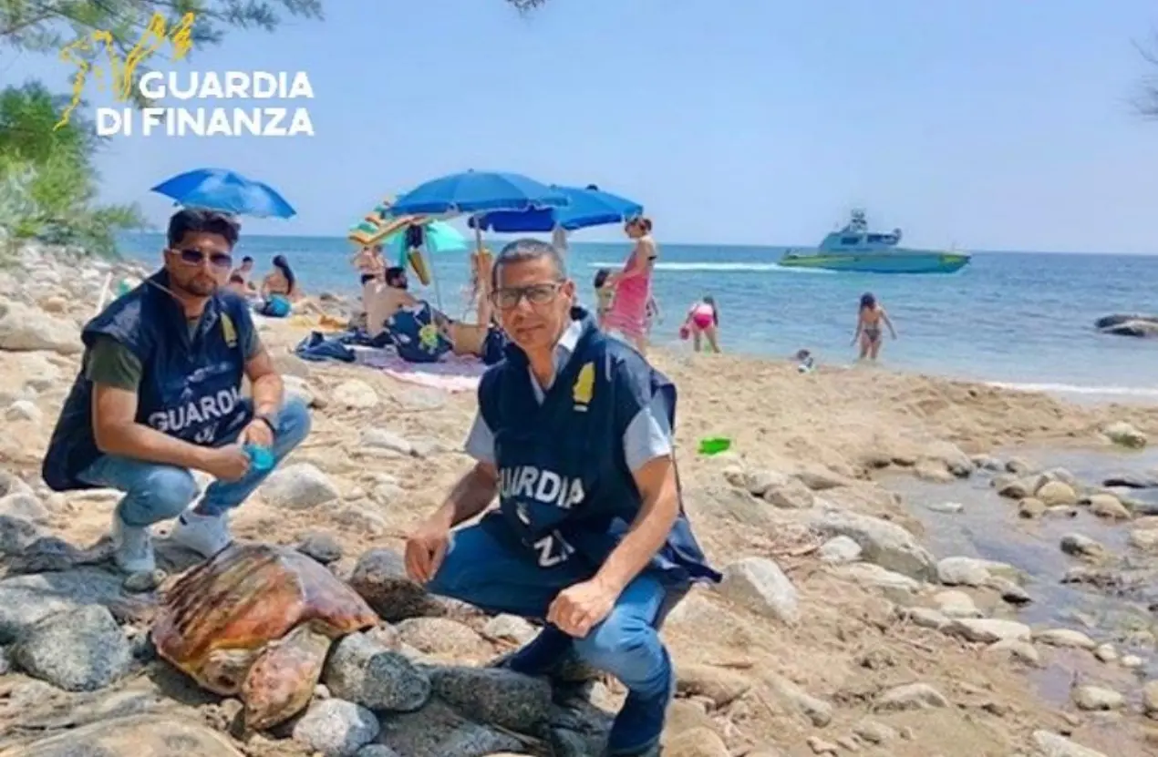 Joppolo, tartaruga marina con una pinna ferita soccorsa e salvata sulla spiaggia di Coccorino