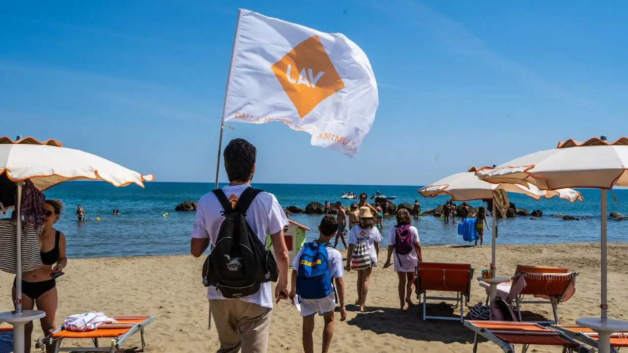 “Il mare è la loro casa” e noi siamo soltanto ospiti. Torna anche nel Vibonese la campagna Lav per il rispetto di animali e habitat naturale. Ecco dove e quando