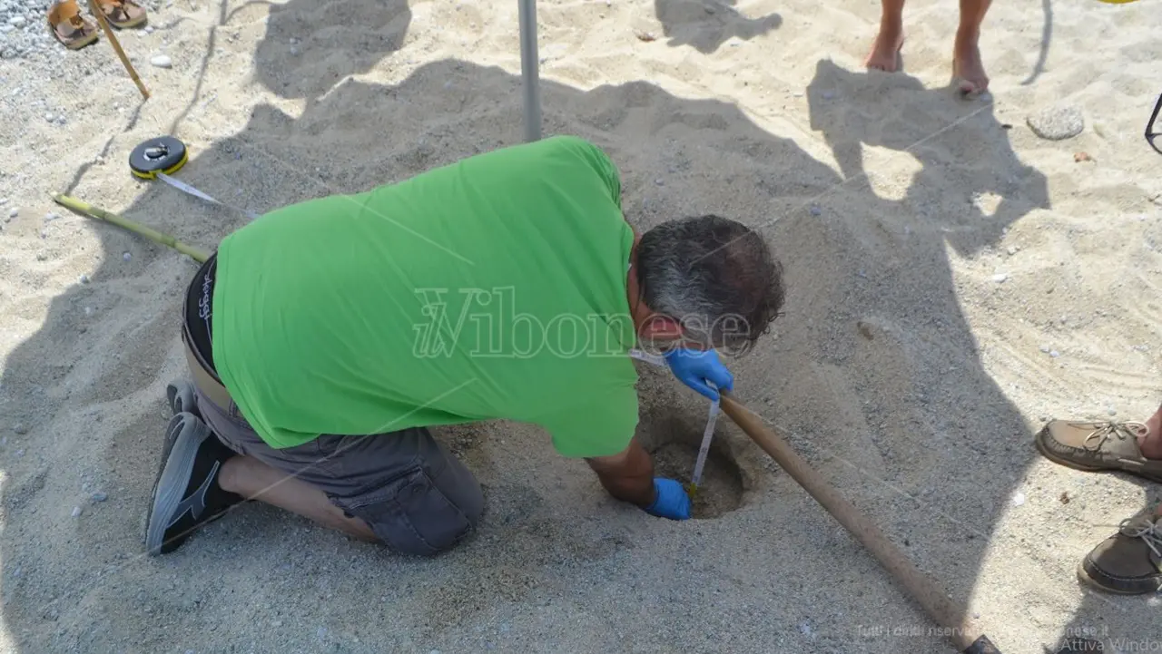 Un nido di tartaruga “Caretta caretta” scoperto sulla spiaggia del Tono a Capo Vaticano: è il primo della stagione