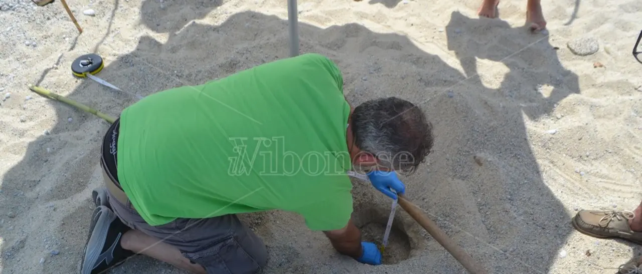 Un nido di tartaruga “Caretta caretta” scoperto sulla spiaggia del Tono a Capo Vaticano: è il primo della stagione