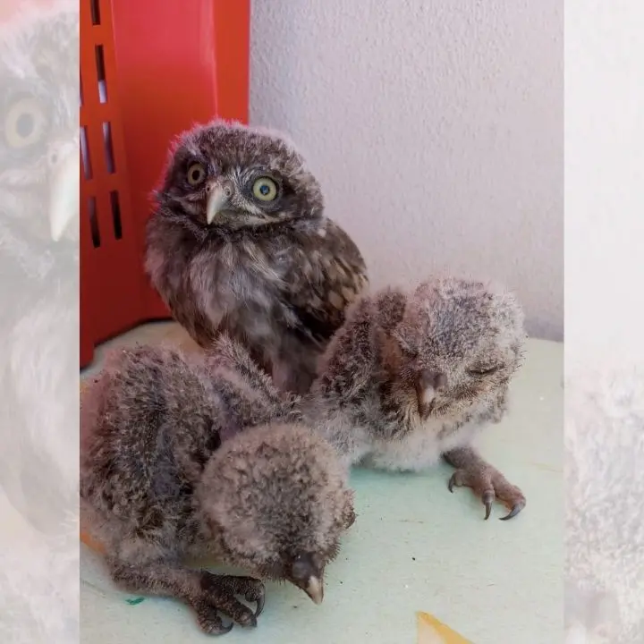 Salvati quattro pulcini di civetta ma il Wwf avverte: «Nel Vibonese serve un centro di recupero per gli animali selvatici»