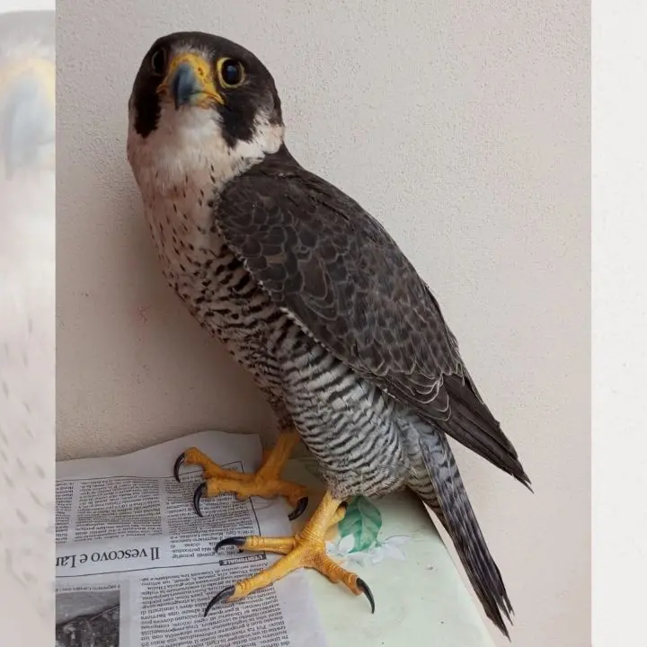 Falco pellegrino ferito da una fucilata nelle campagne vibonesi, Paolillo (Wwf): «Vile atto di bracconaggio»