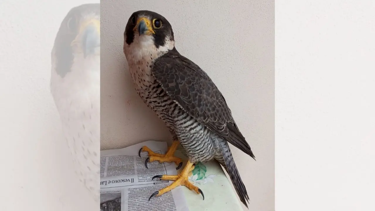 Falco pellegrino ferito da una fucilata nelle campagne vibonesi, Paolillo (Wwf): «Vile atto di bracconaggio»