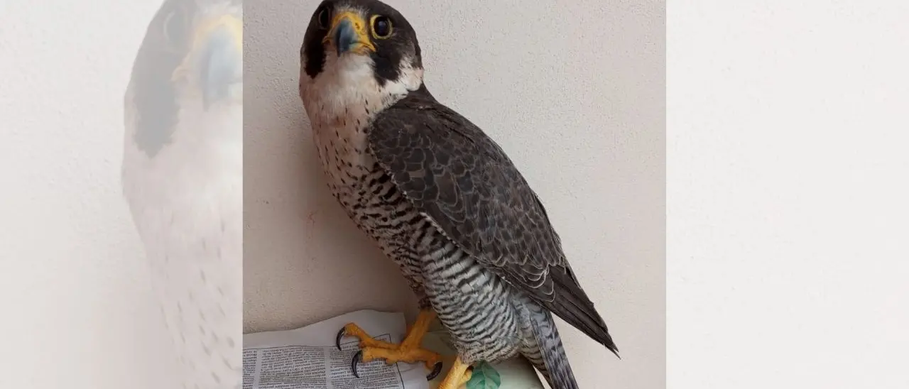 Falco pellegrino ferito da una fucilata nelle campagne vibonesi, Paolillo (Wwf): «Vile atto di bracconaggio»