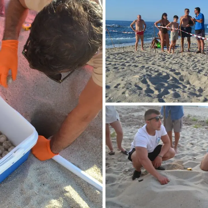 Le tartarughe Caretta caretta scelgono ancora le spiagge vibonesi: trovato un nuovo nido a Parghelia