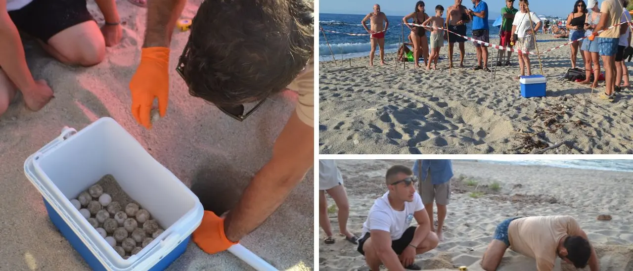 Le tartarughe Caretta caretta scelgono ancora le spiagge vibonesi: trovato un nuovo nido a Parghelia