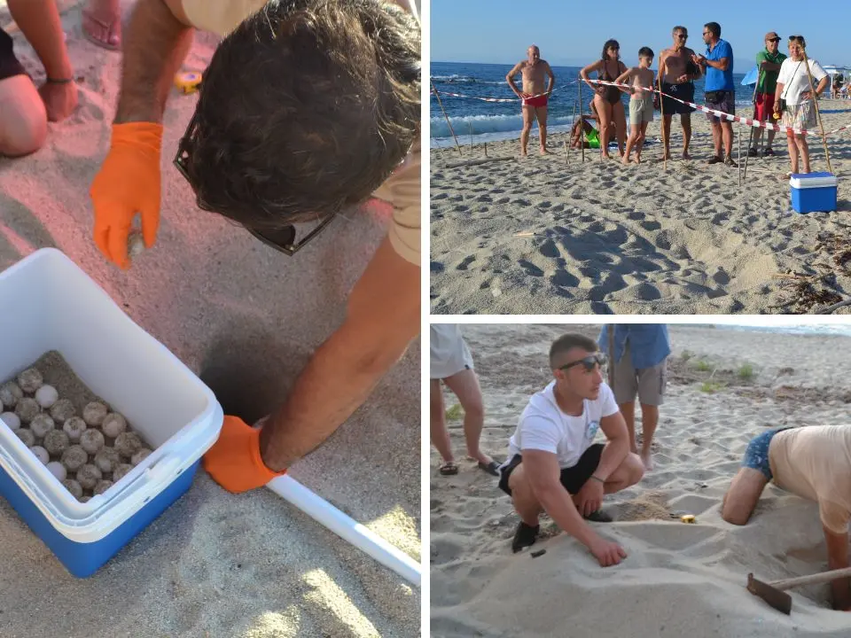 Le tartarughe Caretta caretta scelgono ancora le spiagge vibonesi: trovato un nuovo nido a Parghelia