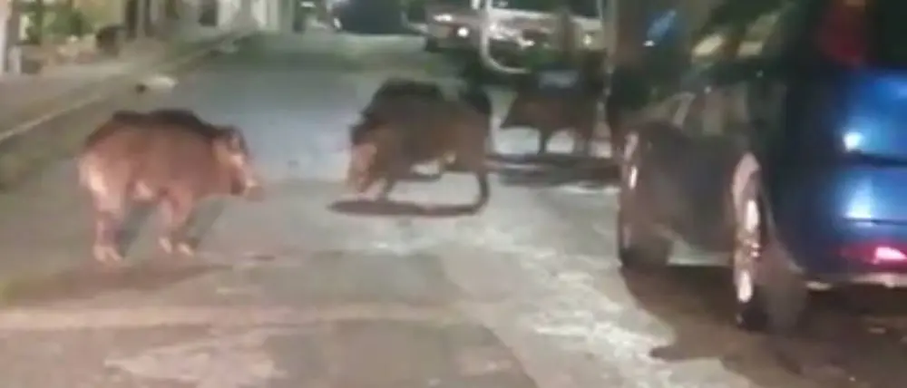 Parghelia, branco di cinghiali banchetta per strada – Video