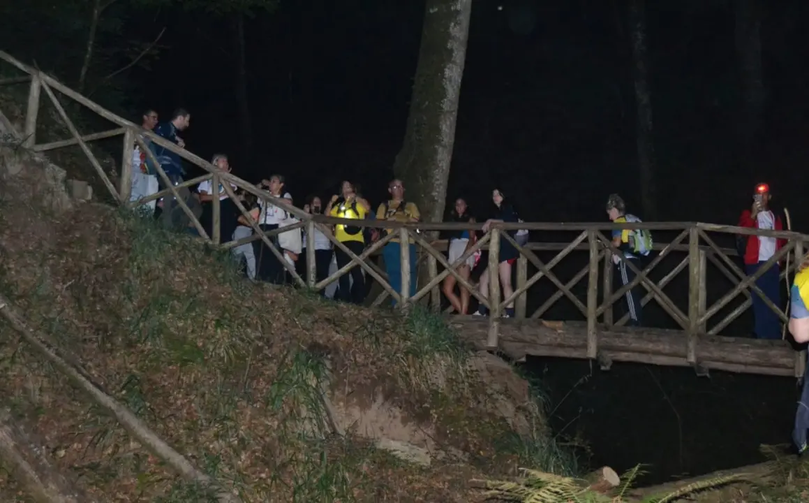 Nel cuore della foresta: torna l'escursione notturna di Vivi Serra San Bruno alla scoperta delle bellezze del bosco Archiforo