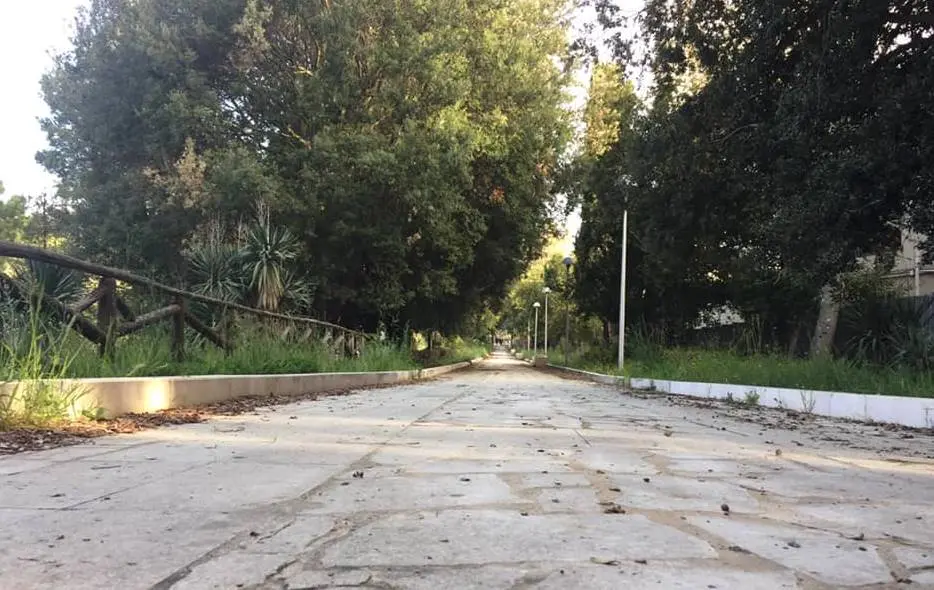 Comune di Vibo, approvato il Regolamento per la tutela del verde pubblico e privato
