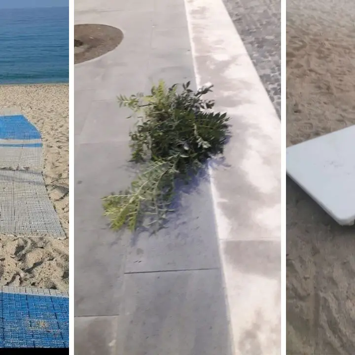 Ondata di atti vandalici a Vibo, in piazza Municipio tagliati i rami di un albero appena piantato: «Responsabile individuato». E il Comune installa altre videocamere, ecco dove