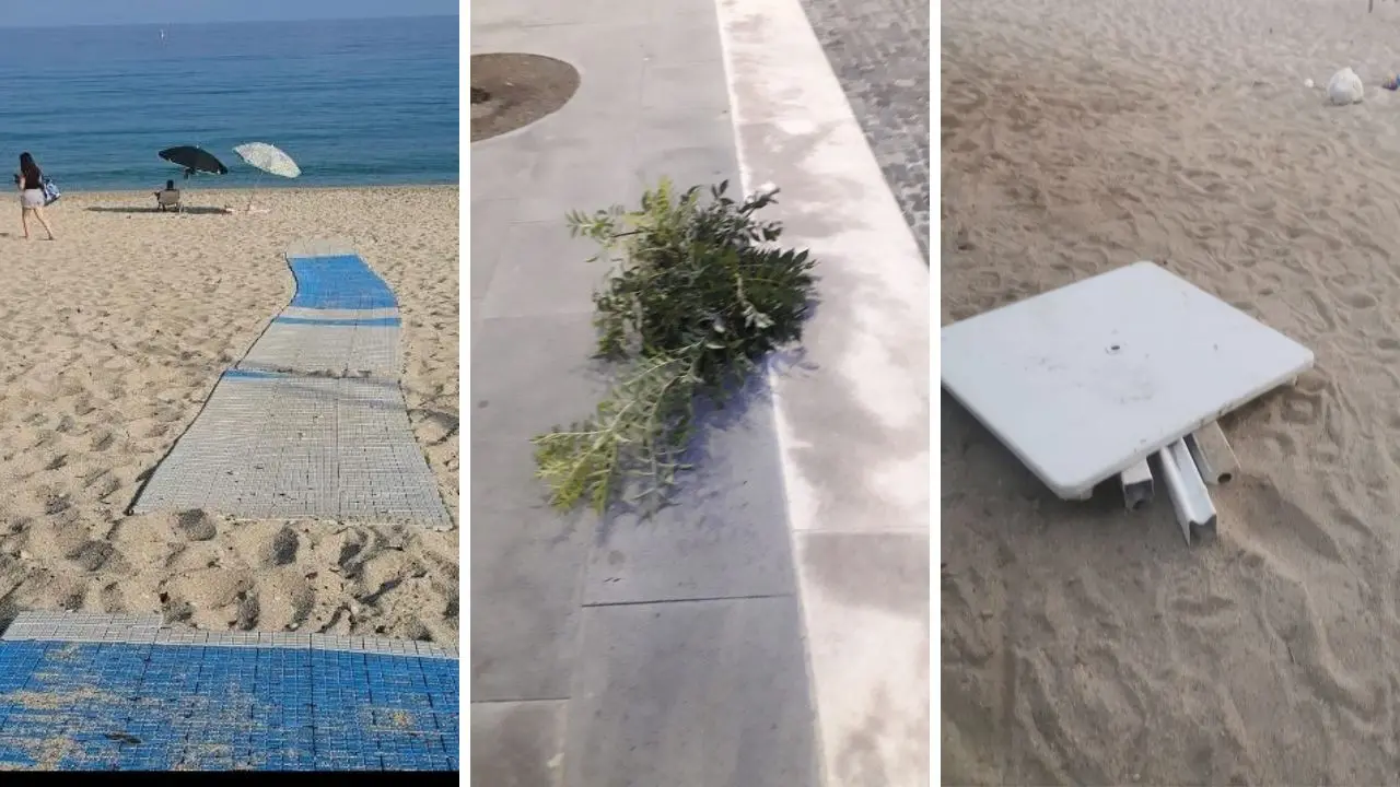 Ondata di atti vandalici a Vibo, in piazza Municipio tagliati i rami di un albero appena piantato: «Responsabile individuato». E il Comune installa altre videocamere, ecco dove