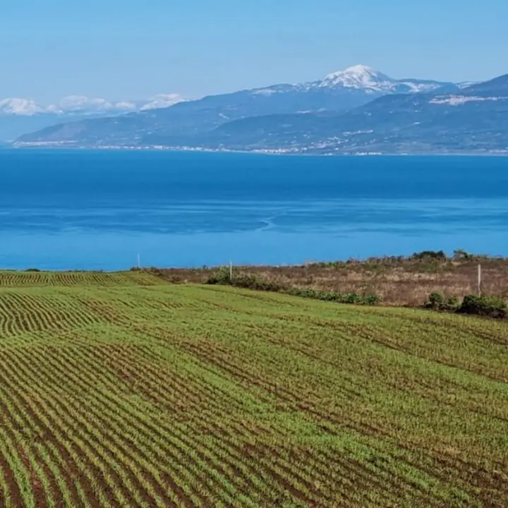 A Maierato un evento sull'iter di valorizzazione della Rosìa, il grano antico coltivato nelle campagne vibonesi