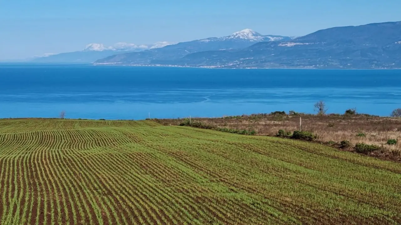 A Maierato un evento sull'iter di valorizzazione della Rosìa, il grano antico coltivato nelle campagne vibonesi
