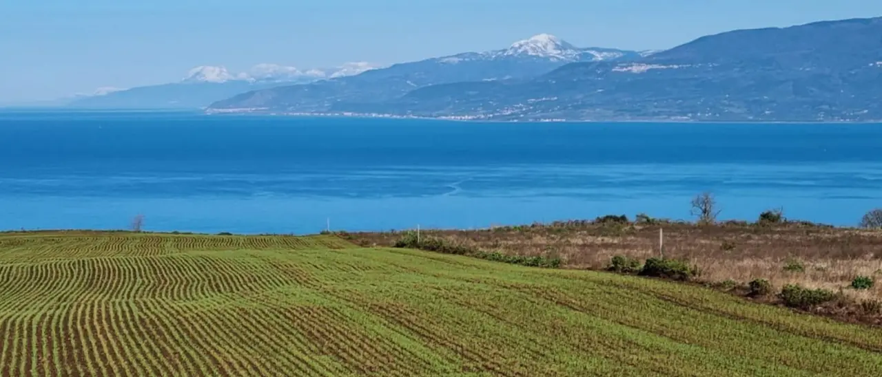 A Maierato un evento sull'iter di valorizzazione della Rosìa, il grano antico coltivato nelle campagne vibonesi