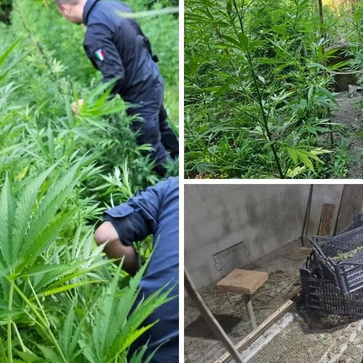 Undicimila piante di marijuana a Triparni, misura cautelare del gip di Vibo per un 46enne del luogo
