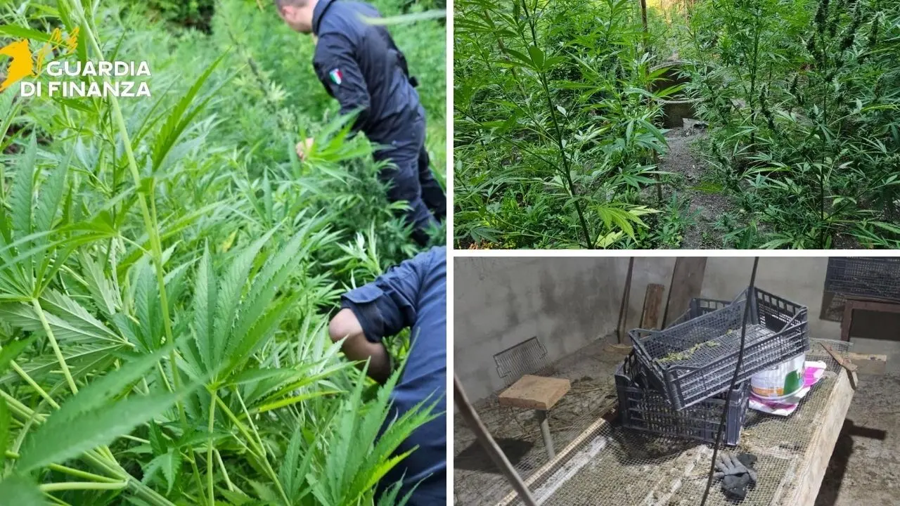 Undicimila piante di marijuana a Triparni, misura cautelare del gip di Vibo per un 46enne del luogo