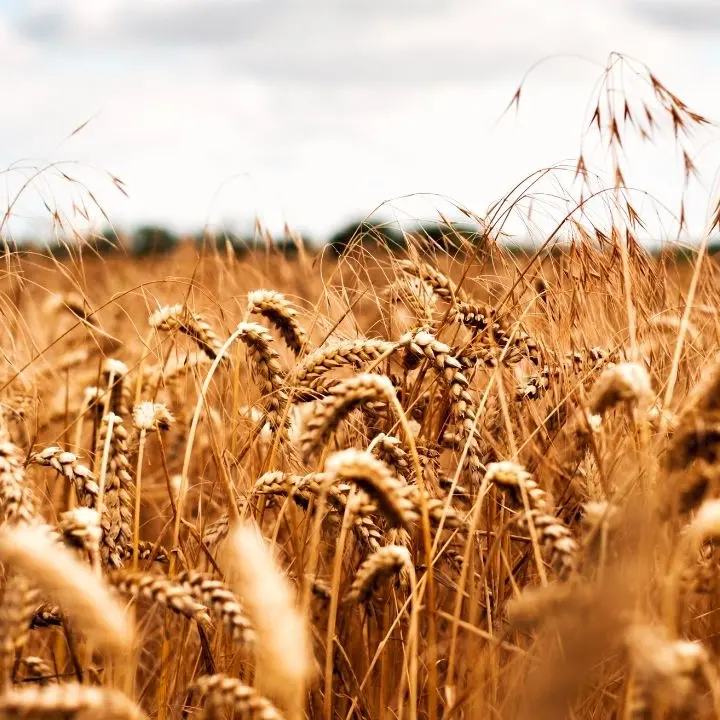 Maierato, il grano tenero Rosìa bandiera delle eccellenze agroalimentari. Gallo: «Calabria poco consapevole delle sue potenzialità»