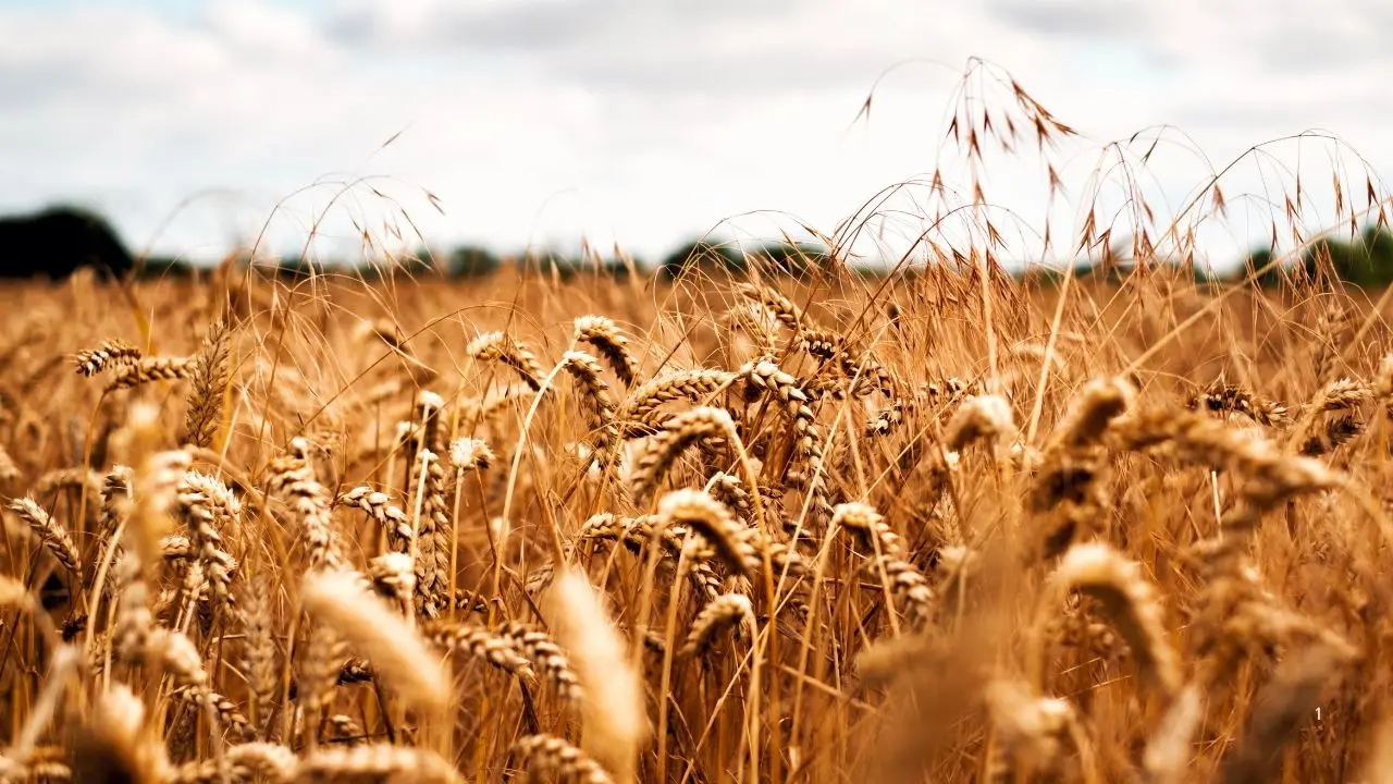 Maierato, il grano tenero Rosìa bandiera delle eccellenze agroalimentari. Gallo: «Calabria poco consapevole delle sue potenzialità»