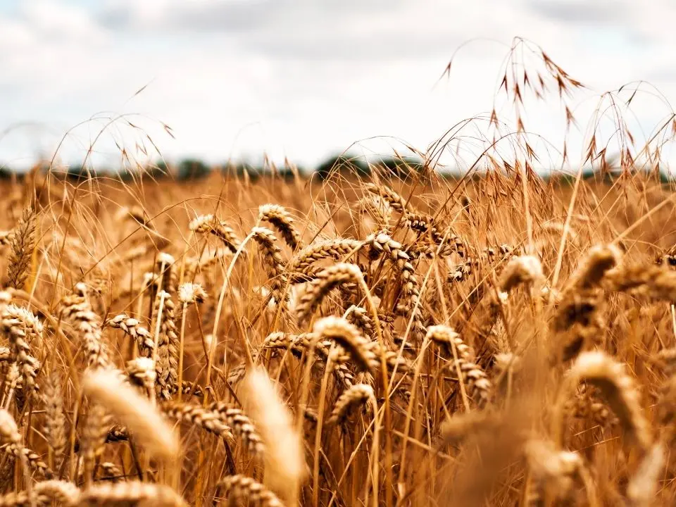 Maierato, il grano tenero Rosìa bandiera delle eccellenze agroalimentari. Gallo: «Calabria poco consapevole delle sue potenzialità»