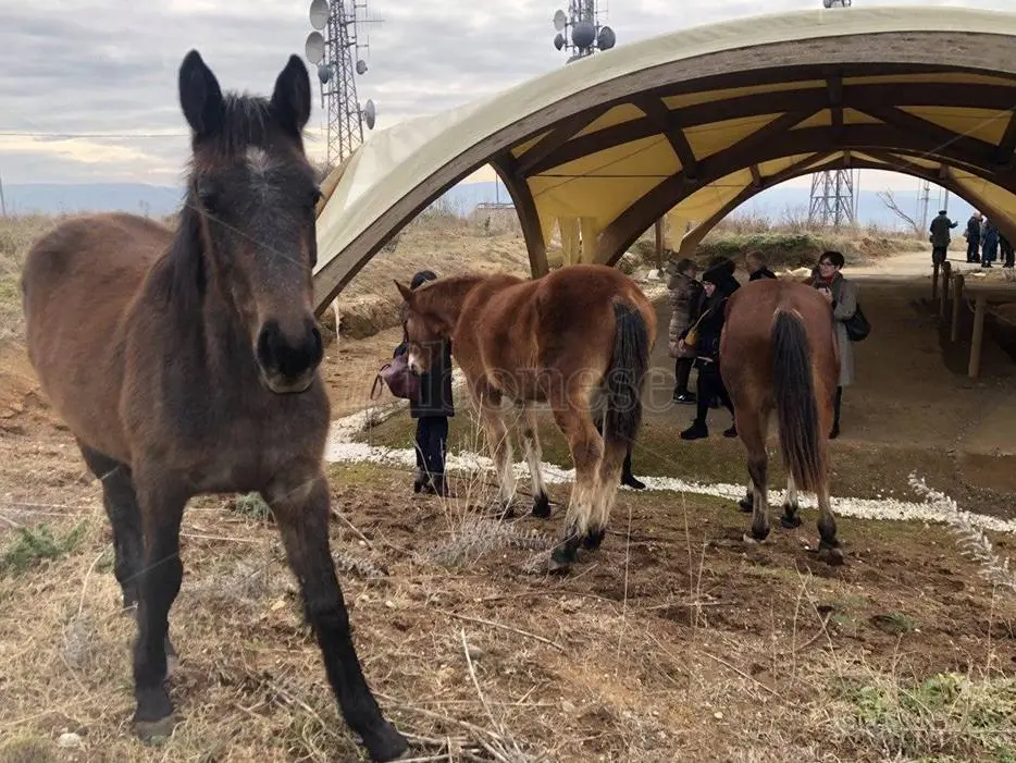 Tempio del Còfino, anche i cavalli (sacri?) nell’area degli scavi - Video
