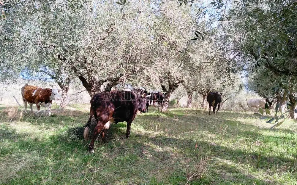 Rinascita Scott, i giudici in sentenza: «Così la veterinaria dell’Asp di Vibo ha agevolato il clan Accorinti»