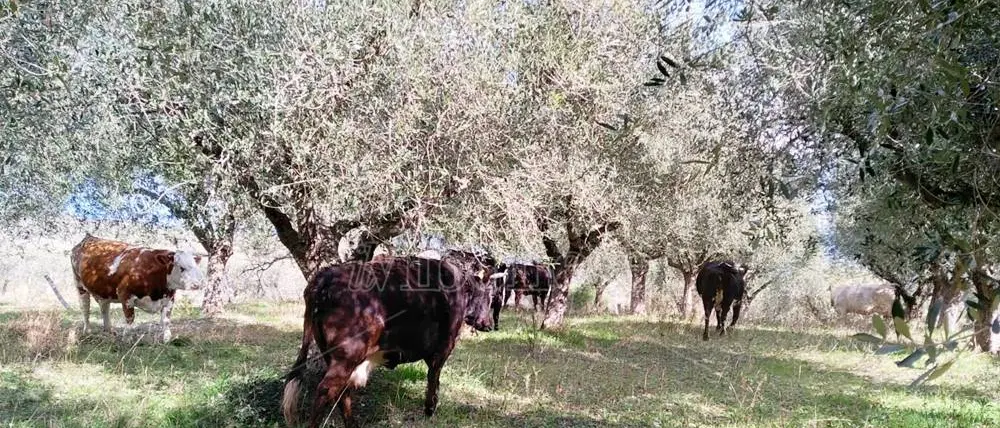 Rinascita Scott, i giudici in sentenza: «Così la veterinaria dell’Asp di Vibo ha agevolato il clan Accorinti»