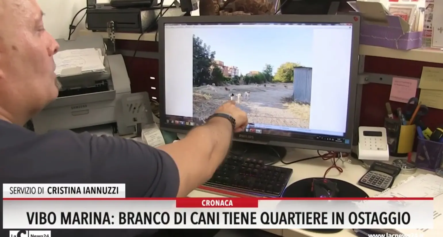 Vibo Marina, branco di cani tiene quartiere in ostaggio