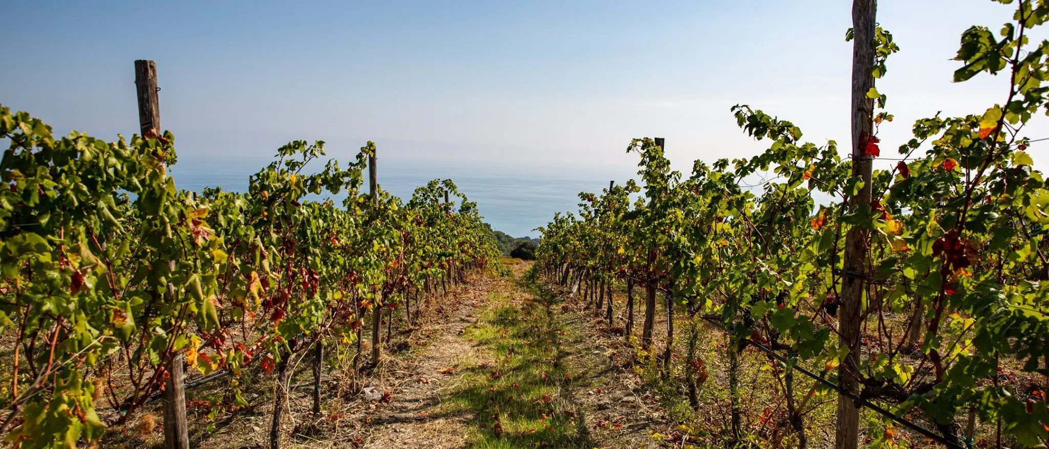 Affaire Occhiuto-Posteraro, il caos nei conti della Tenuta del Castello: «Non c’è una carta scritta, dobbiamo restituire 58mila euro»\n