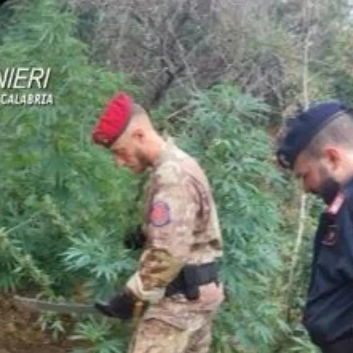 Trecento piante di marijuana scoperte nel Reggino, un arresto. Distrutta la piantagione\n