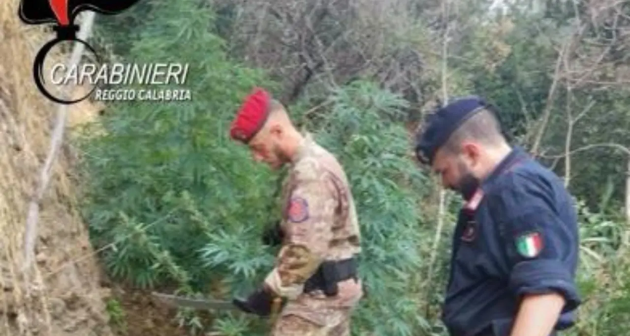 Trecento piante di marijuana scoperte nel Reggino, un arresto. Distrutta la piantagione\n