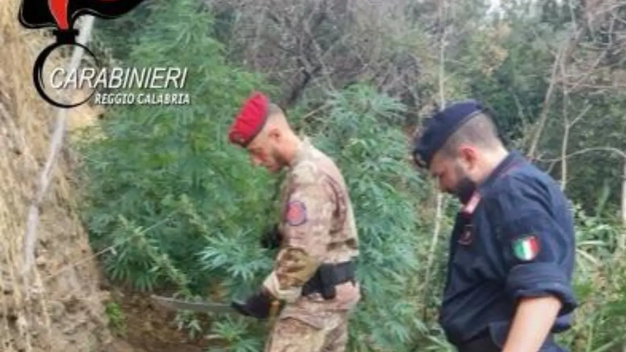 Trecento piante di marijuana scoperte nel Reggino, un arresto. Distrutta la piantagione\n