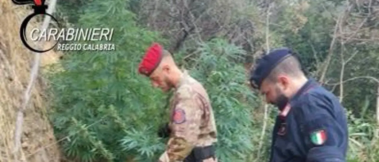 Trecento piante di marijuana scoperte nel Reggino, un arresto. Distrutta la piantagione\n