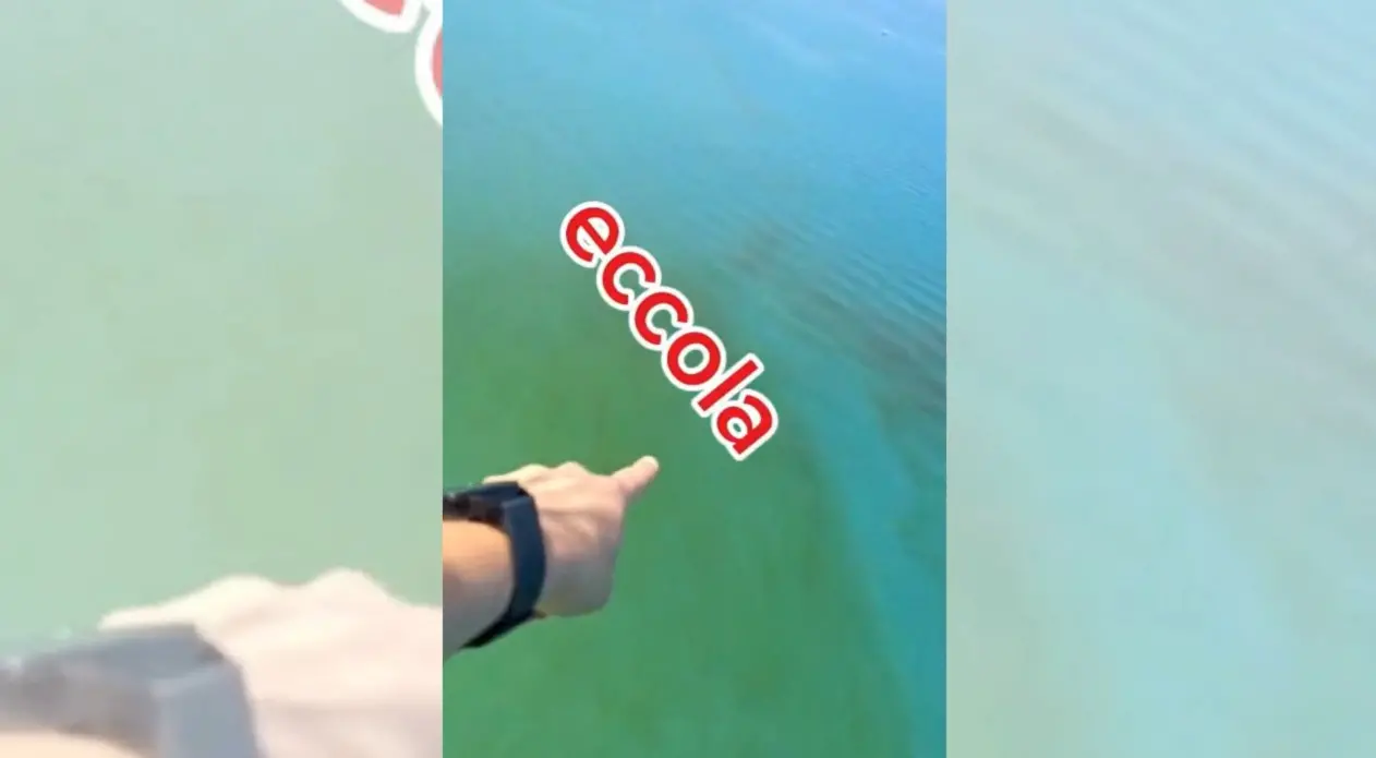 Macchia verde nel mare di Pizzo, il video dall'ultraleggero