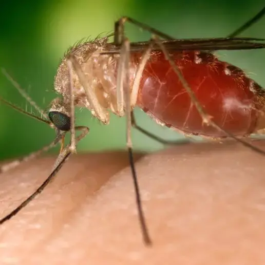 Altri due morti di West Nile: un 83enne a Caserta e un 85enne a Latina\n